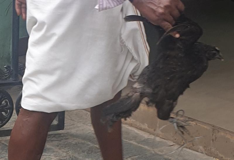 Man with black hen