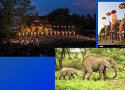 Elephant